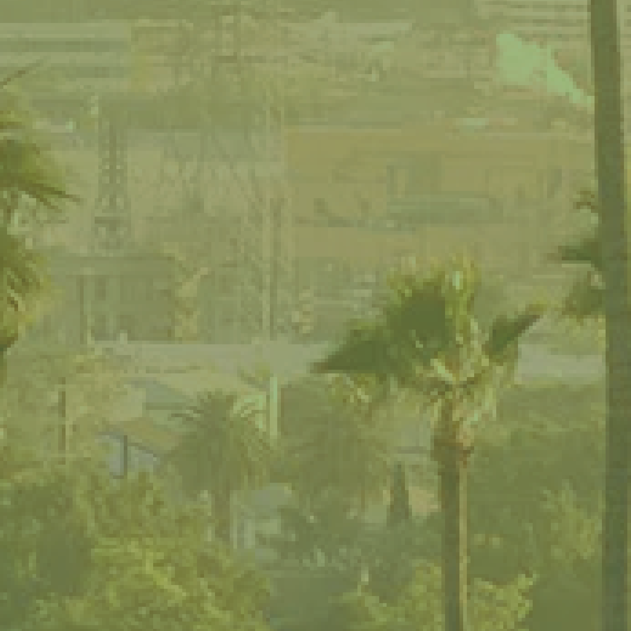 Los Angeles palm trees